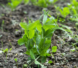 Organic pea seedling growing in the garden
