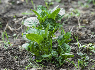 Organic young potato plant growing in the vegetable garden