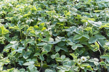 white flowers with green leaves of strawberry