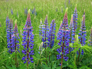 Blaue Blüten