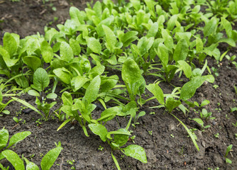 Organic spinach seedling rows growing in the vegetable garden
