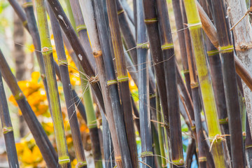 Obraz premium clumping bamboo, Back bamboo, bamboo species that are rare.