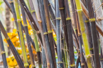 Fotobehang Bamboe clumping bamboo, Back bamboo, bamboo species that are rare.