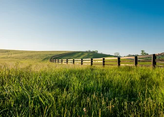 Fototapete Tall Dewy Grass in Rolling Hills of Kentucky © kellyvandellen