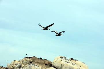 A rookery of southern sea lions in Vina del Mar.
