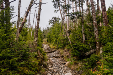 Trail to Mount LeConte Village