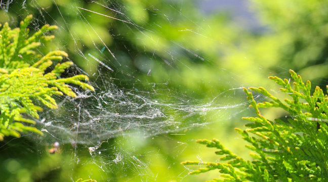 picture of a spider web on a sunny day