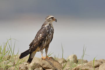 Female Snail Kite Perched on Rocks - Panama