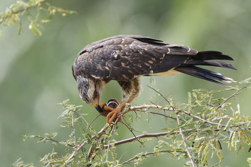 Female Snail Kite  Eating an Apple Snail - Panama