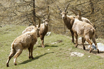 Stambecchi