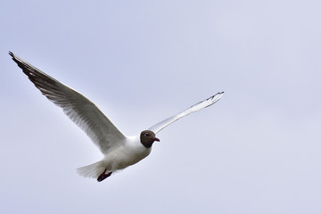 Lachmöwe