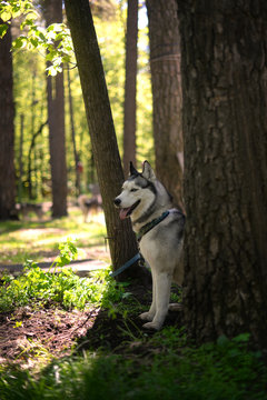 Siberian husky sitting in the shade of a tree