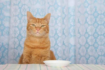 young orange tabby cat sitting at kitchen counter with white plate empty, lace curtains over blue...