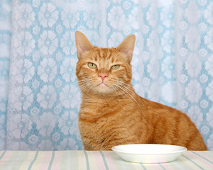 young orange tabby cat sitting at kitchen counter with white plate empty, lace curtains over blue background