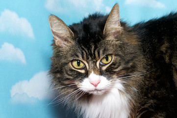 Fototapety na wymiar - Fototapeta24.pl