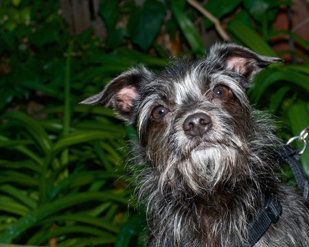 Border terrier x chihuahua deals