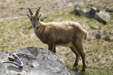 Stambecco