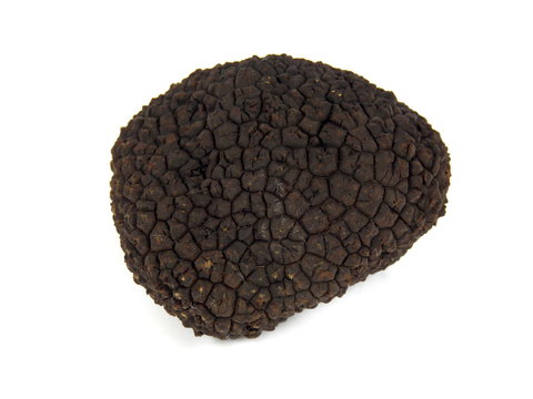 Perigord  summer truffle (Tuber aestivum) known as the black diamond