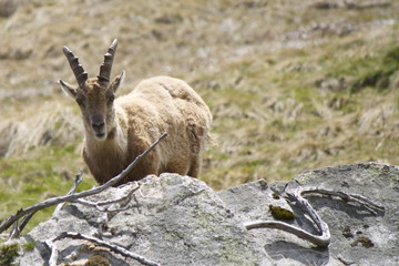 Stambecco