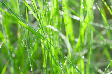 fresh grass with water drops