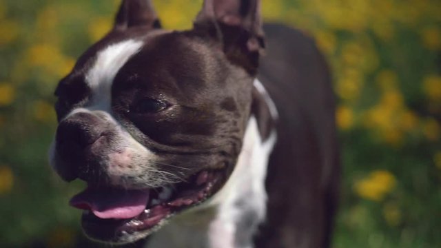 Close Up Boston Terrier Dog Panting in Flower Field on Sunny Day