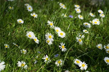 Daisies / beautiful daisies on a meadow