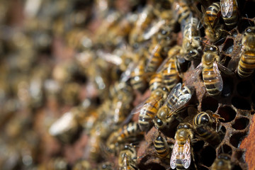Close up of bees on a honey comb