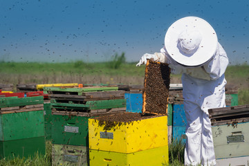 beekeeper checking checking the honey combs