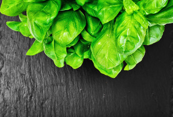 Green Fresh Basil