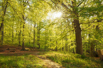 Frühling in den heimischen Buchenwäldern