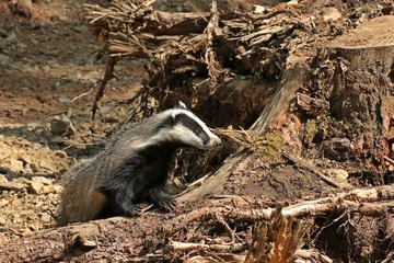 Junger weiblicher Dachs (Meles meles) im Wald   © Schmutzler-Schaub