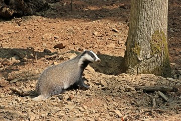 Junger weiblicher Dachs (Meles meles) im Wald   © Schmutzler-Schaub