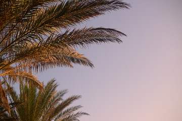 Fototapeta na wymiar Beautiful branches of palms trees, background blue sky