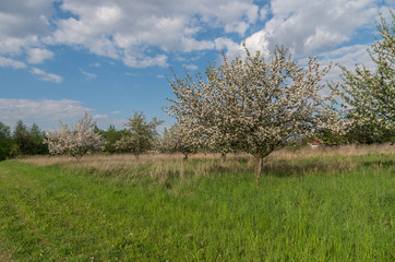 Fototapeta premium Blooming apple tree in orchard