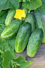 Cucumbers on old timber
