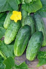 Harvest of cucumbers 