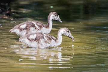 Gänse Küken im Wasser 