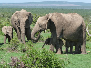 Rodzina słoni ze słoniątkami © gregoryfish