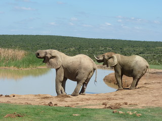 Dwa słonie z trąbami do góry przy wodopoju