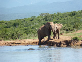 Słonie przy wodopoju © gregoryfish