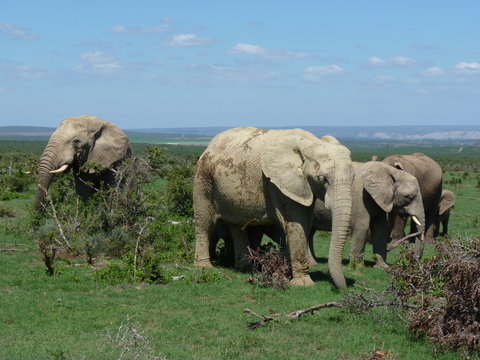 Fototapeta Rodzina słoni na safari