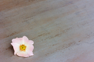 lone pink flower wild rose on a gray background, with space for posting information