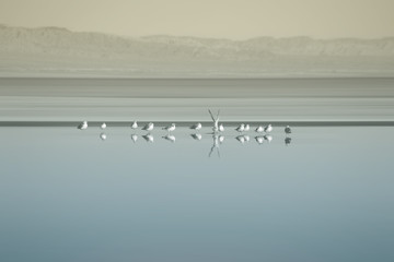 Vogelschwarm am Saltonsee / Die Brutkolonie von Vogelschwärmen am Saltonsee in Kalifornien.