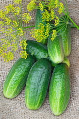 Bunch of cucumbers on linen burlap
