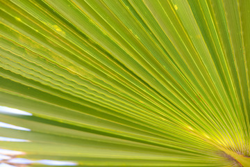 Obraz premium Closeup on beautiful tropical leaves in sunlight