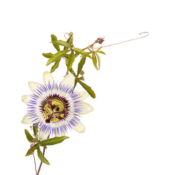 Passionflower with stem and tendrils