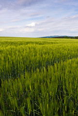 Green cornfield and sky