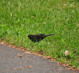 Blackbird in the grass