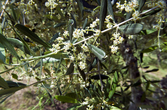 fiore di ulivo