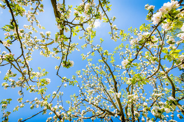 Frühling